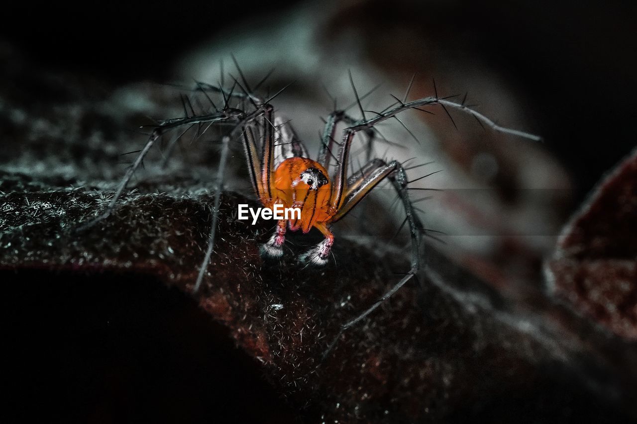 CLOSE-UP OF SPIDER ON WEB OUTDOORS