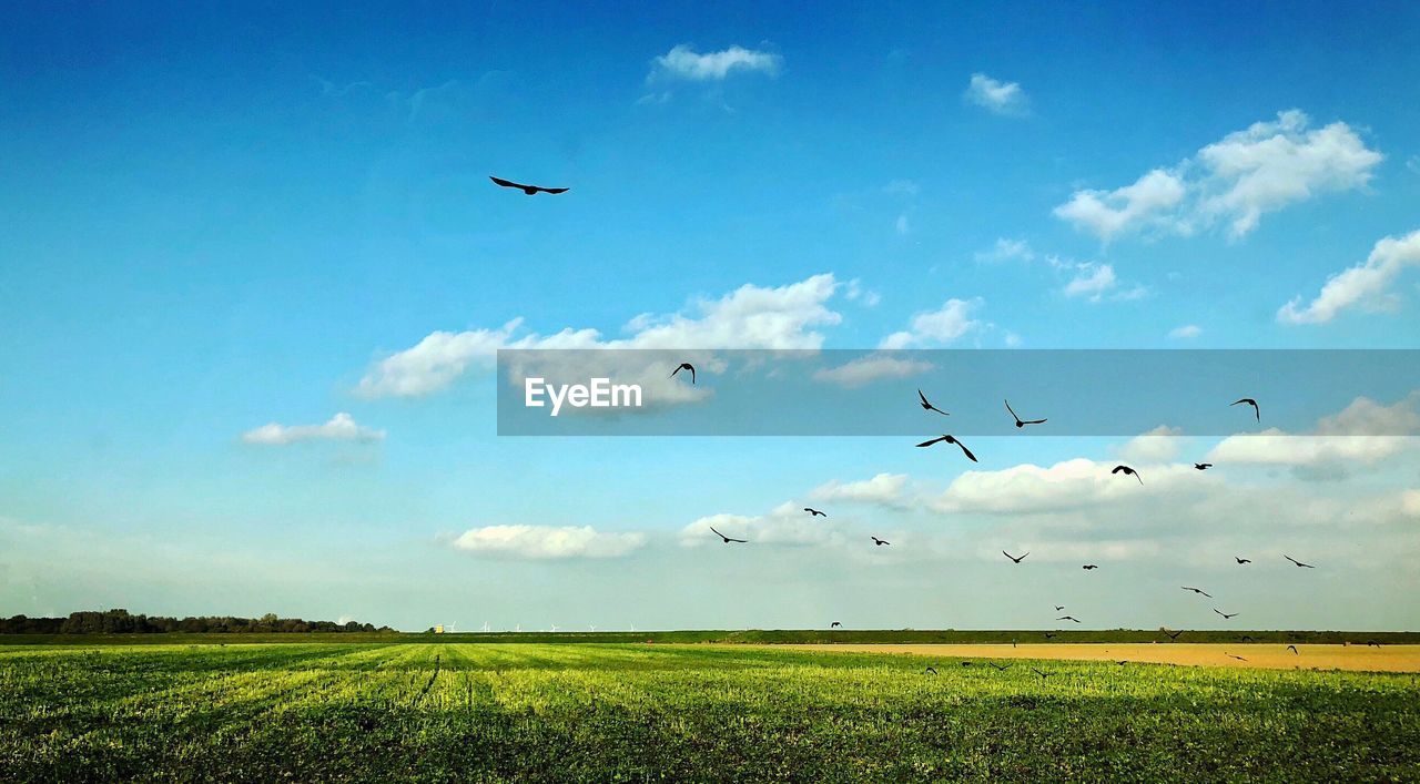 BIRDS FLYING OVER THE FIELD