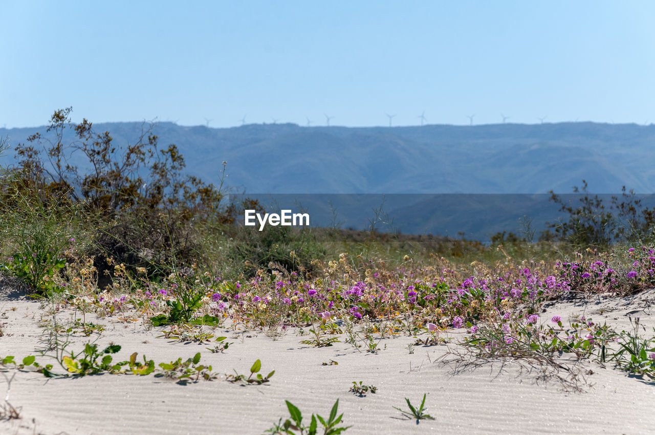 SCENIC VIEW OF FLOWERING PLANTS AGAINST SKY