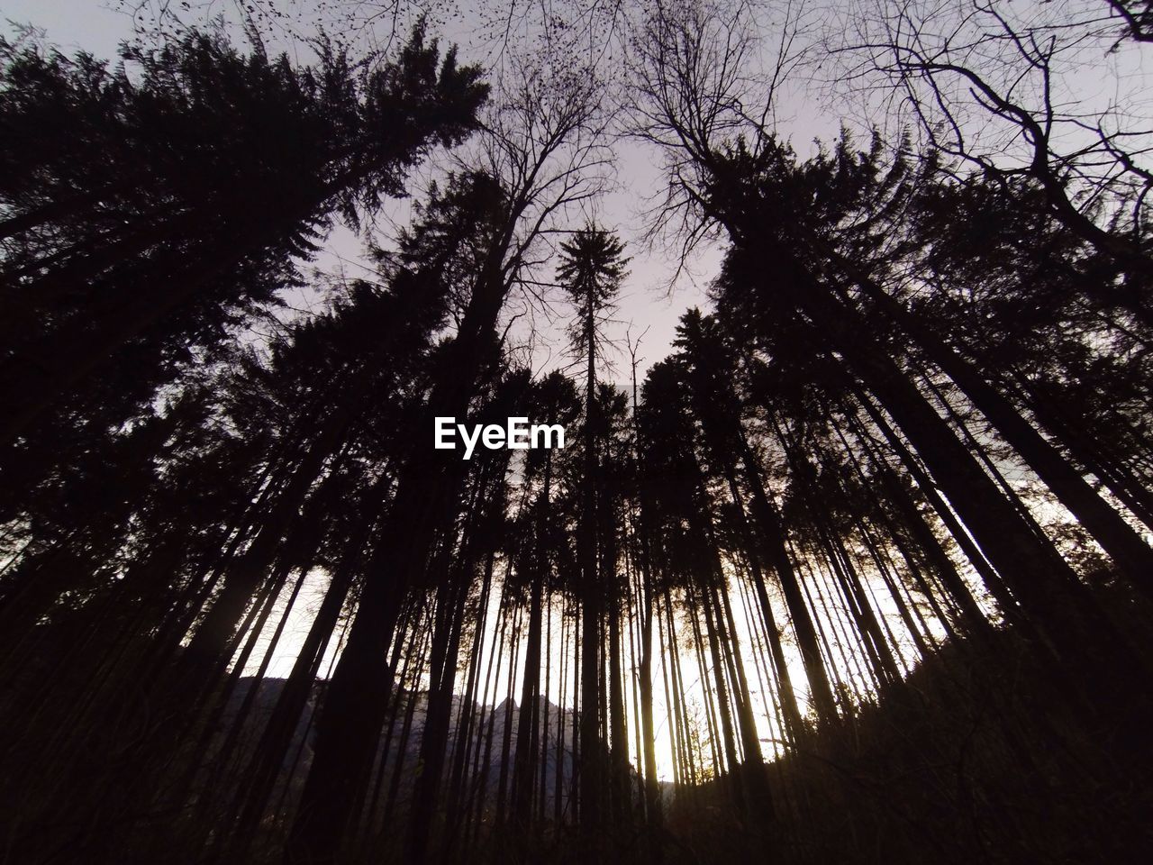 LOW ANGLE VIEW OF TREES AT SUNSET