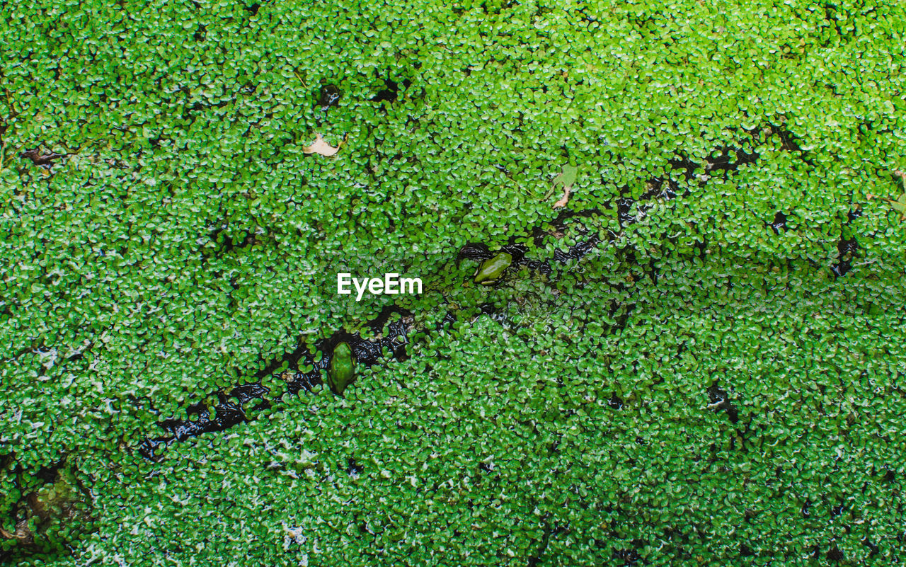 FULL FRAME SHOT OF GREEN LEAF ON GRASS