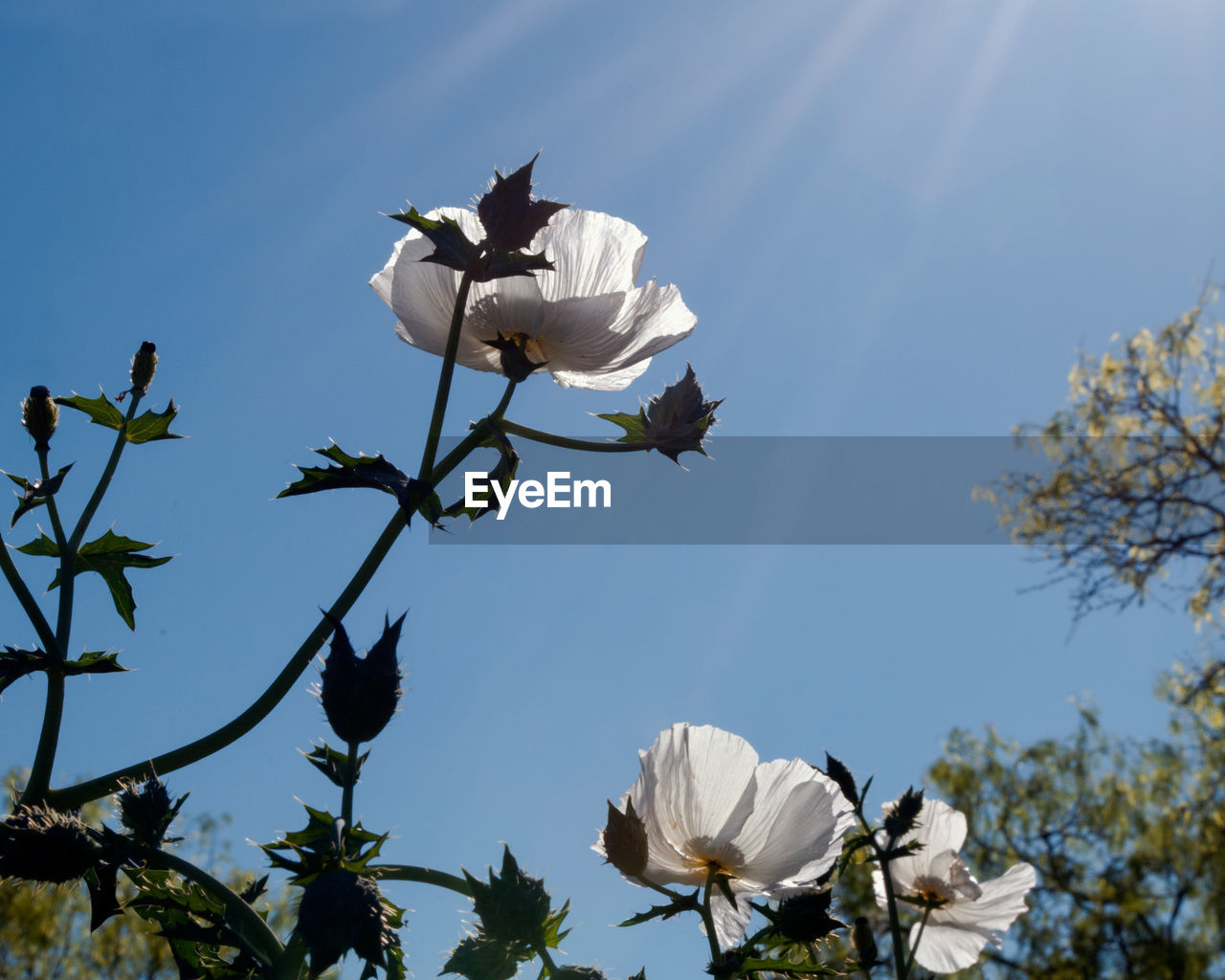 LOW ANGLE VIEW OF FLOWERING PLANTS AGAINST SKY