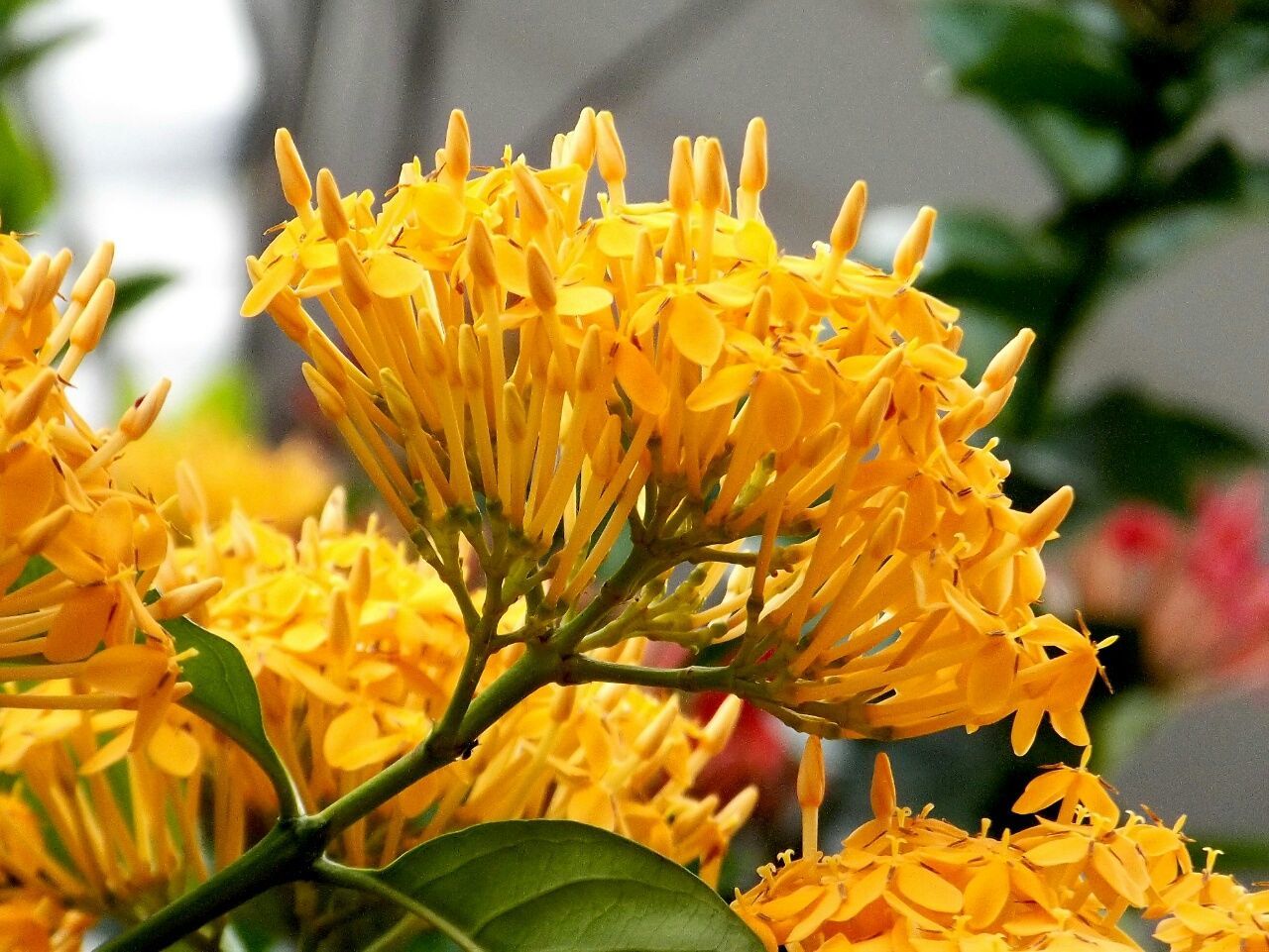Close-up of yellow ixora blooming outdoors