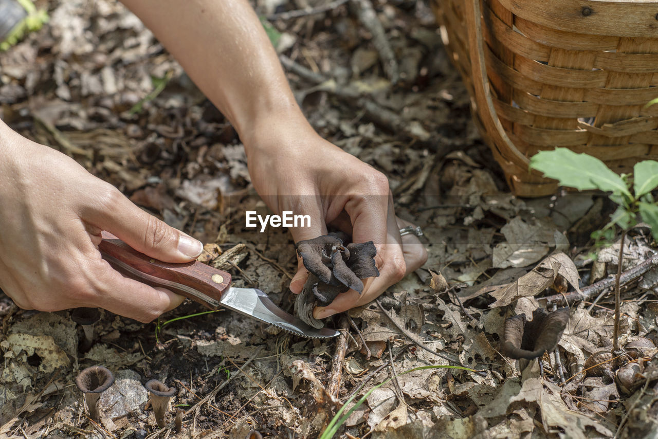 A woman foraging for black trumpet mushrooms with knife and basket