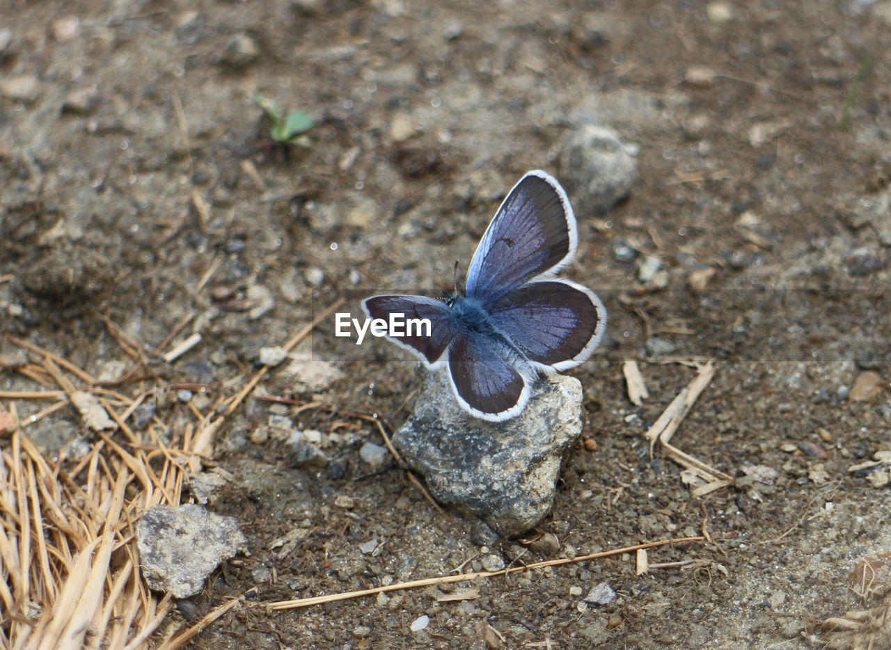 HIGH ANGLE VIEW OF BUTTERFLY ON THE GROUND