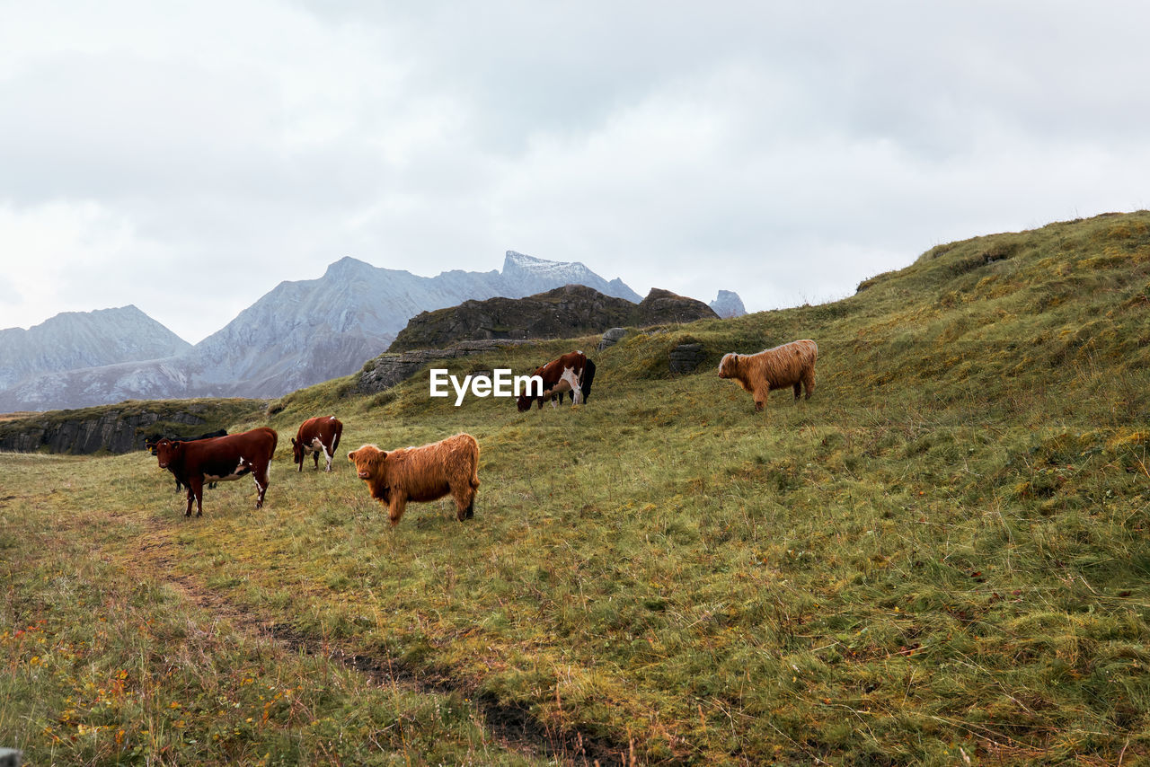 Cattle gazing on pasture in front of the mountains on lofoten islands in norway