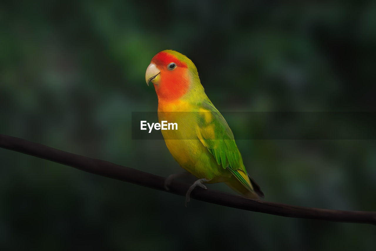 bird, animal themes, animal, beak, animal wildlife, yellow, one animal, perching, wildlife, pet, parrot, branch, green, focus on foreground, no people, tree, nature, close-up, parakeet, outdoors, plant, day, full length, beauty in nature, tropical bird, multi colored