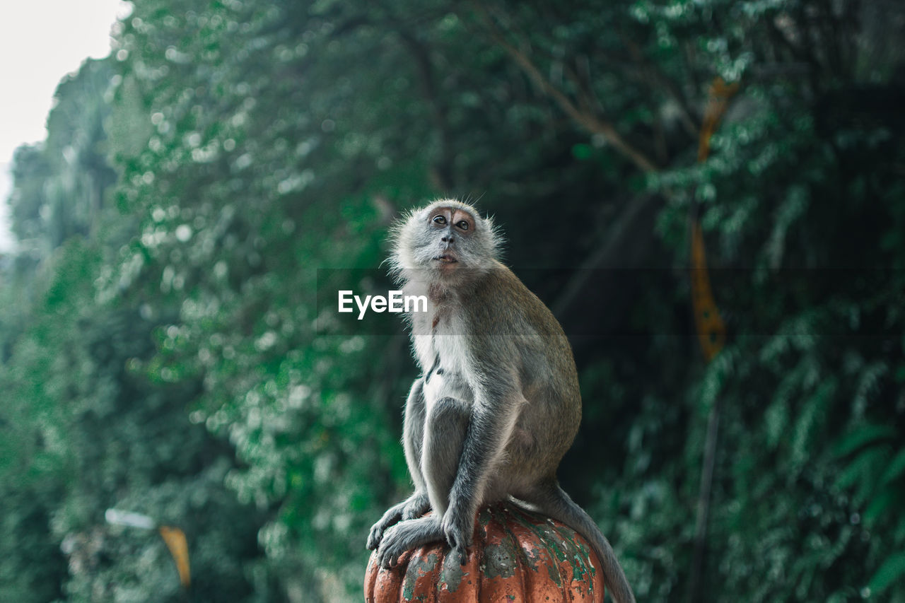 Monkey sitting on metal against tree