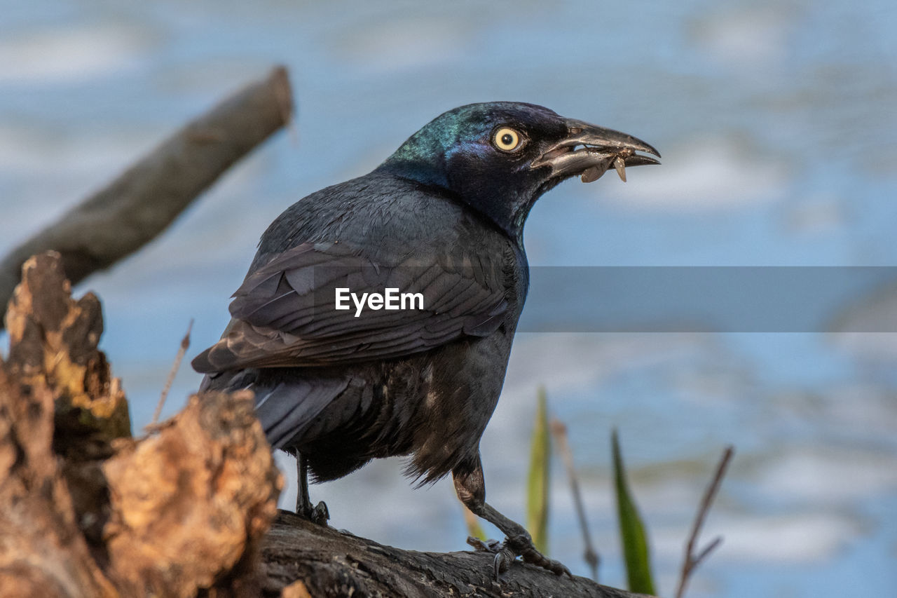 Common grackle feeding on insects along the huron river