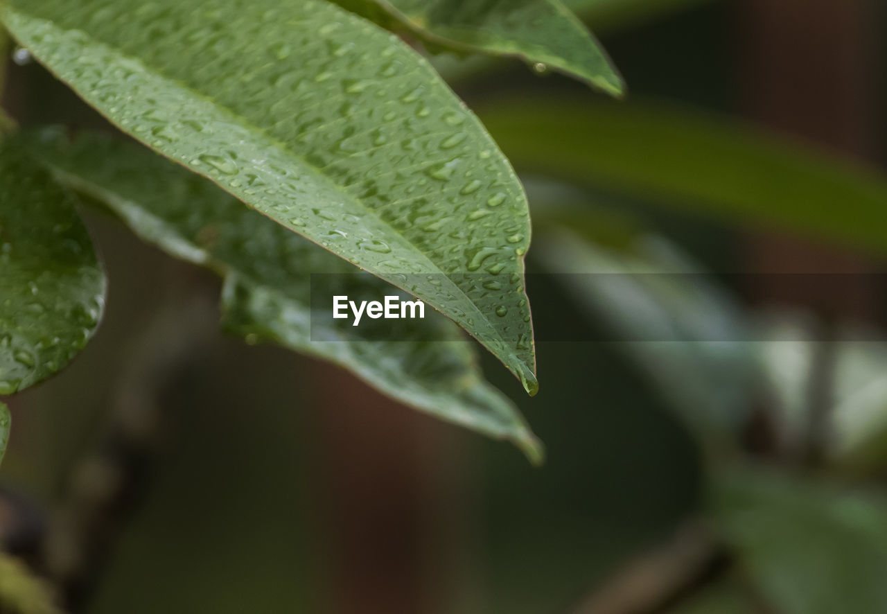 Close-up of wet leaves