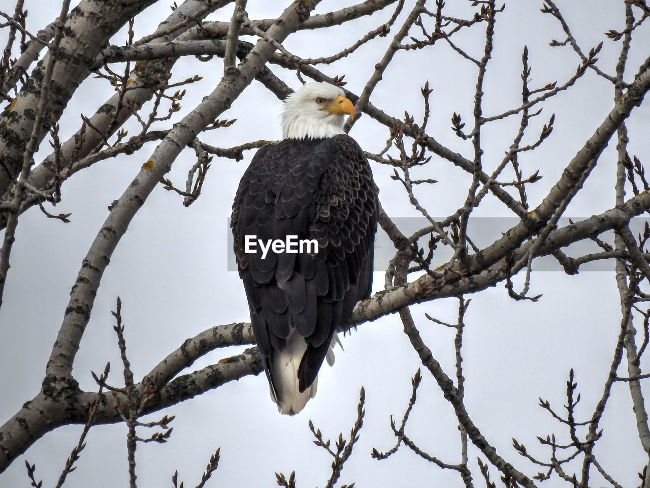 Mature bald eagle in nature sitting in a tree 