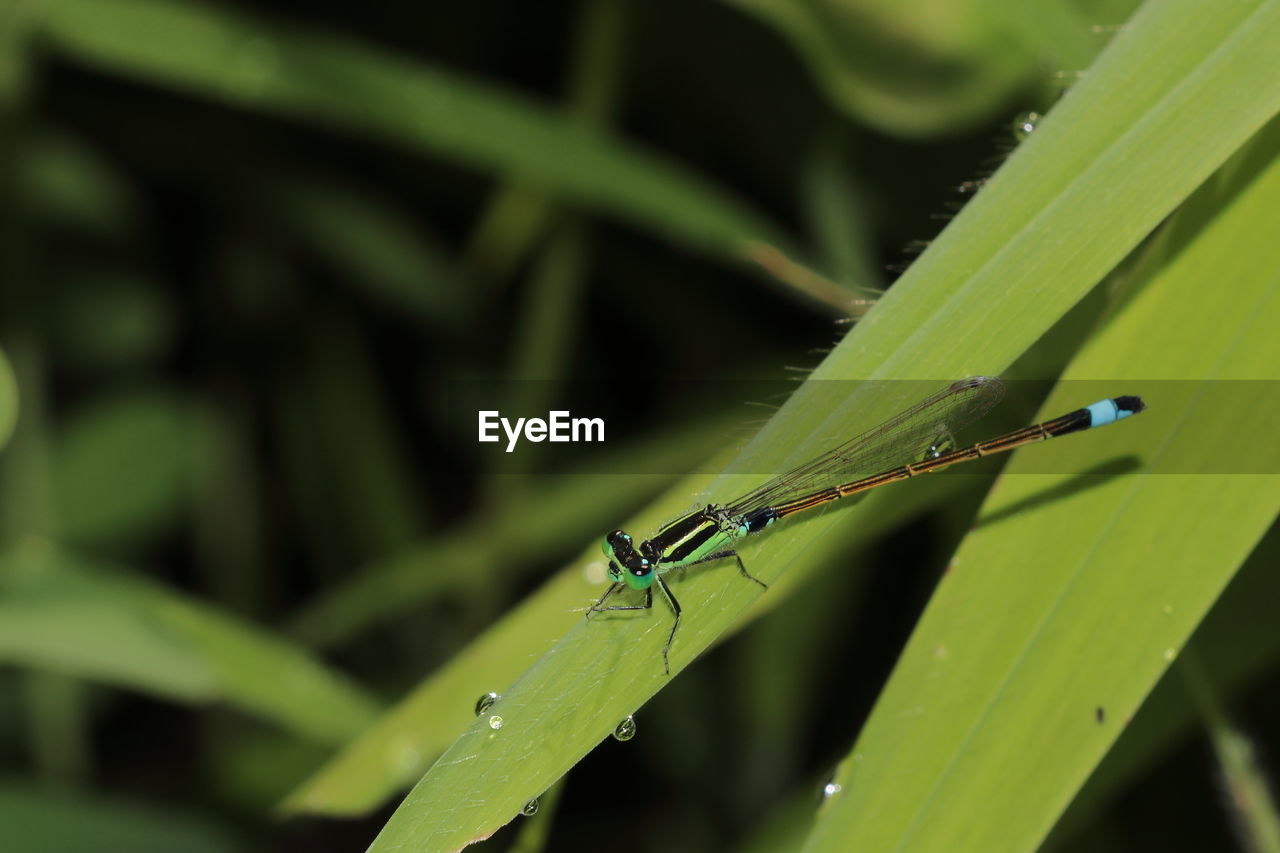 green, insect, animal themes, animal, animal wildlife, wildlife, one animal, close-up, dragonflies and damseflies, grass, plant, macro photography, plant part, nature, leaf, plant stem, focus on foreground, no people, dragonfly, water, outdoors, day, animal wing, blade of grass, wet, beauty in nature