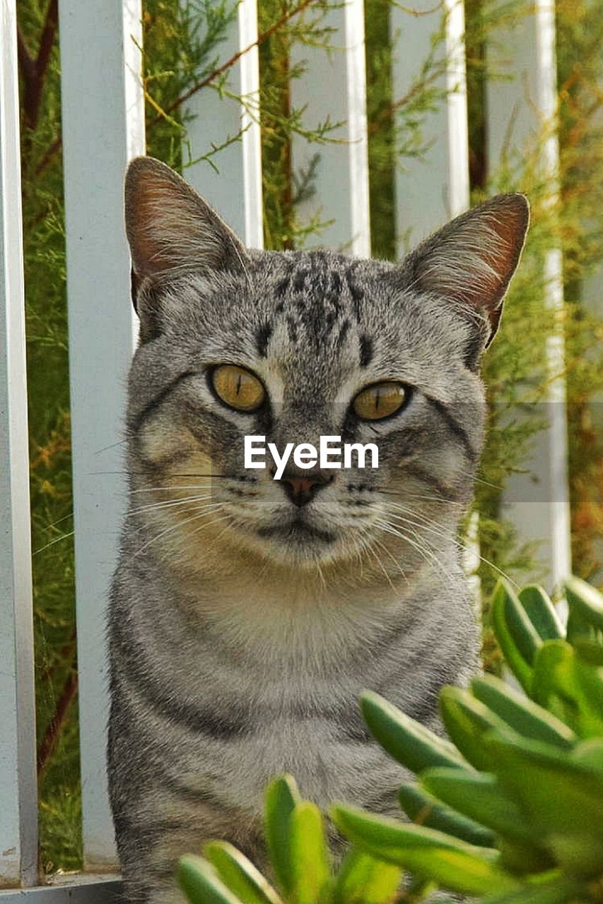 CLOSE-UP PORTRAIT OF CAT