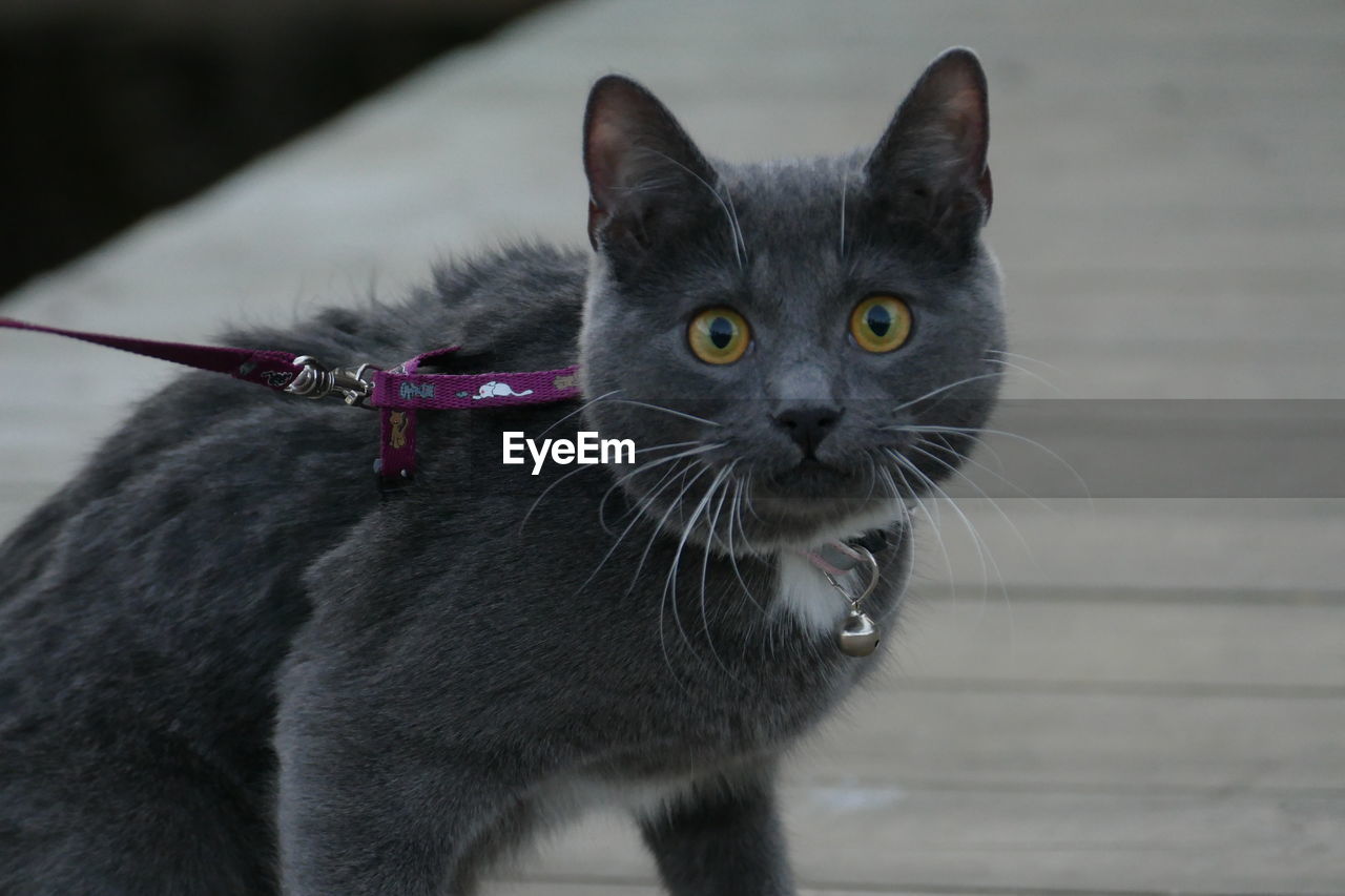 Close-up portrait of a cat