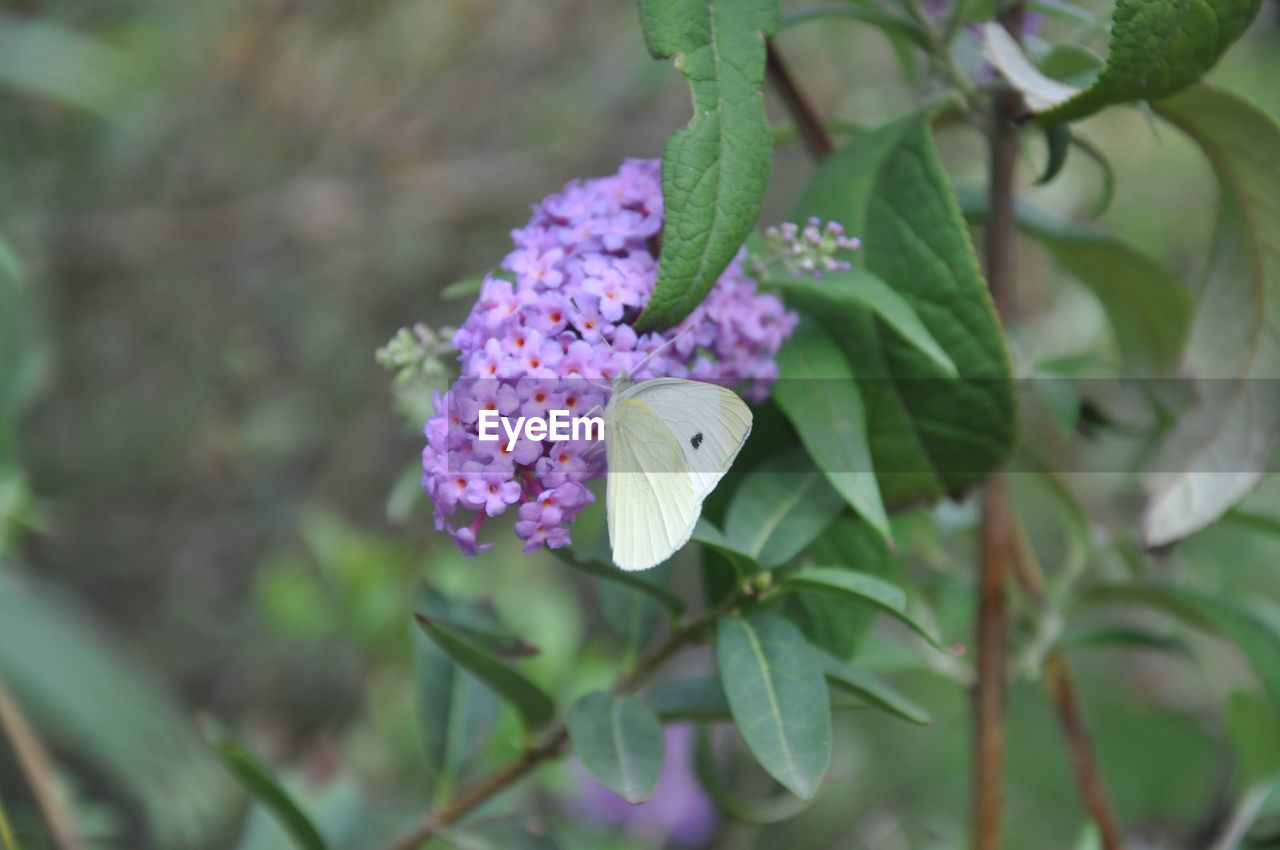 plant, flower, flowering plant, beauty in nature, butterfly, freshness, nature, plant part, leaf, purple, close-up, growth, fragility, petal, moths and butterflies, flower head, animal, no people, animal themes, animal wildlife, insect, lilac, pink, focus on foreground, botany, outdoors, wildflower, day, inflorescence, springtime, blossom, selective focus, green, animal wing, one animal