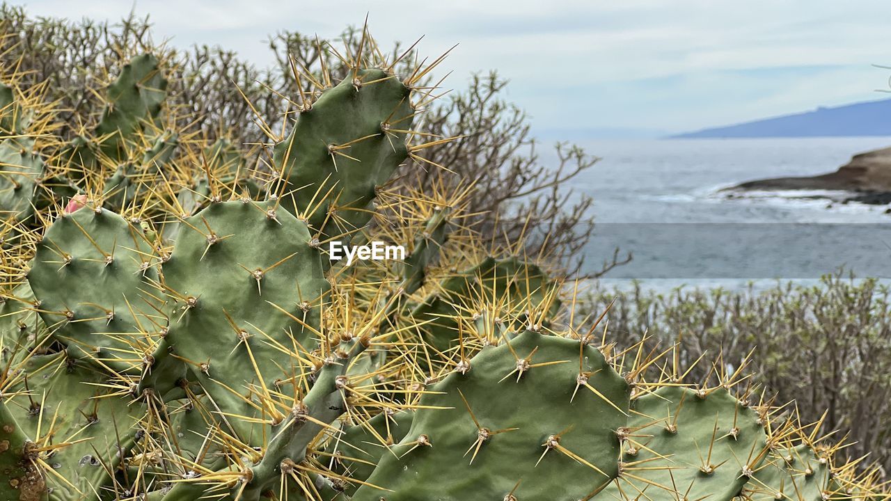 plant, nature, land, beauty in nature, water, succulent plant, cactus, growth, no people, scenics - nature, sky, day, sea, green, thorn, cloud, flower, environment, tranquility, beach, outdoors, nopal, prickly pear cactus, prickly pear, non-urban scene, spiked, landscape, focus on foreground, close-up, sharp