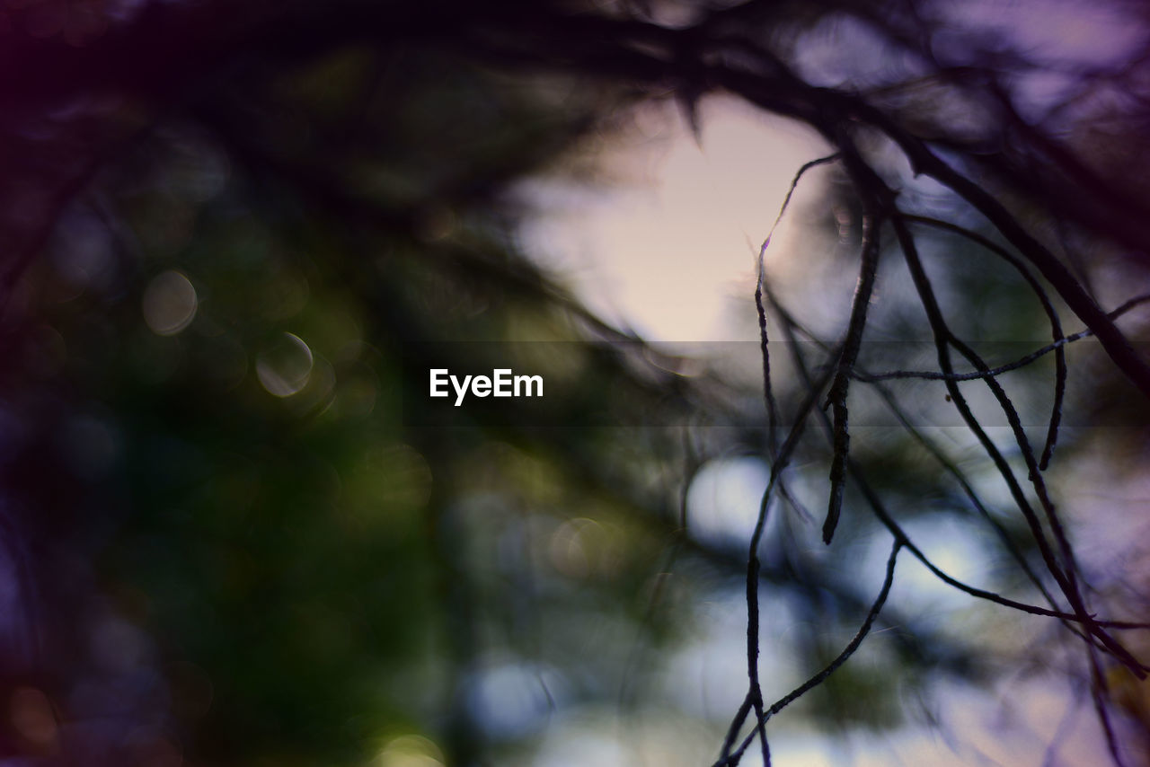 CLOSE-UP OF WET TWIG