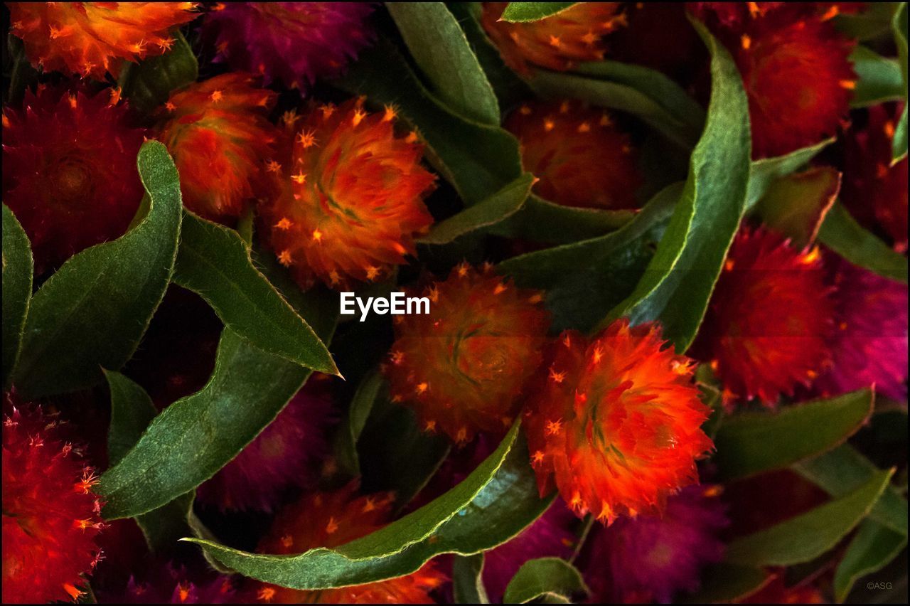 CLOSE-UP OF PLANT WITH RED WATER