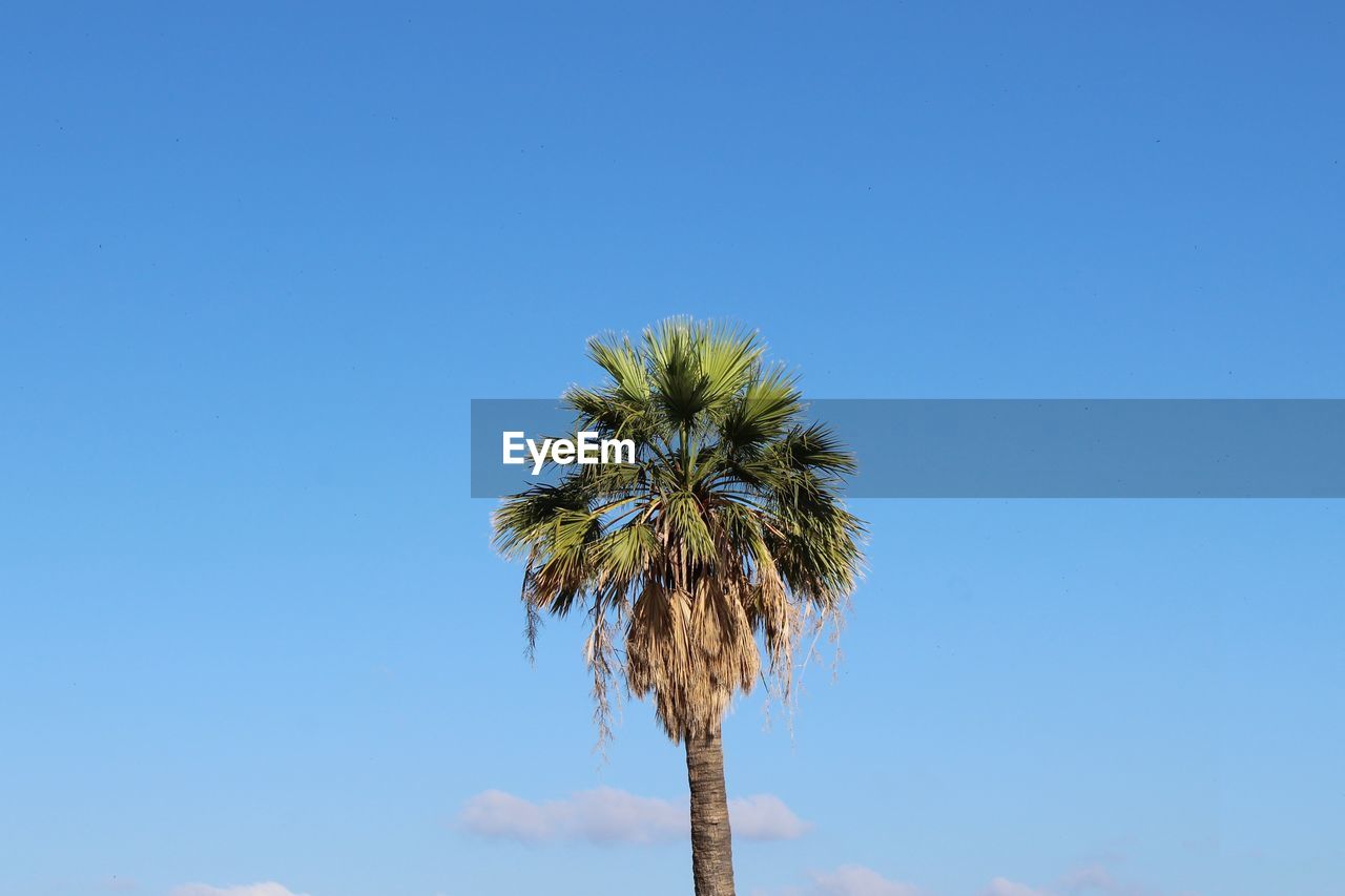 LOW ANGLE VIEW OF PALM TREE AGAINST BLUE SKY