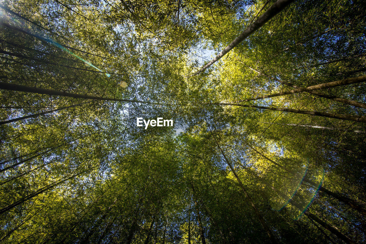 Low angle view of bamboo trees