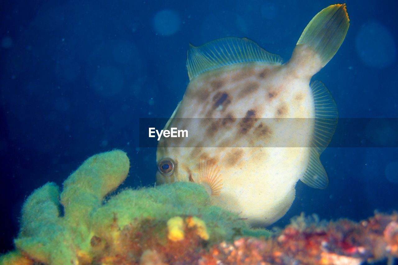 CLOSE-UP OF FISH UNDERWATER