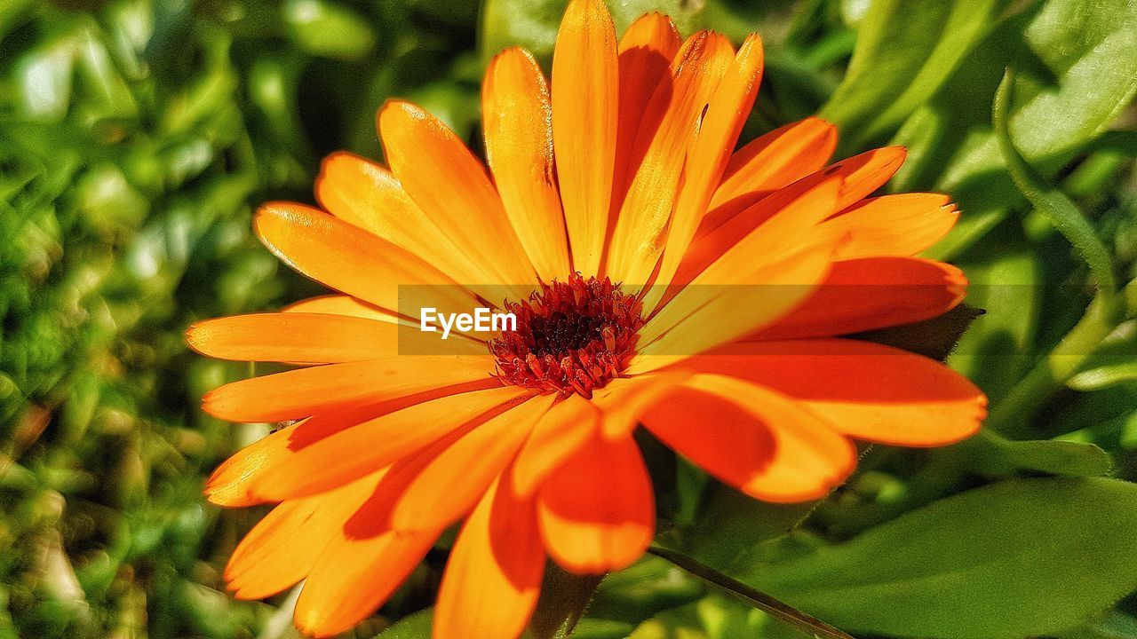 CLOSE-UP OF ORANGE GERBERA DAISY BLOOMING OUTDOORS