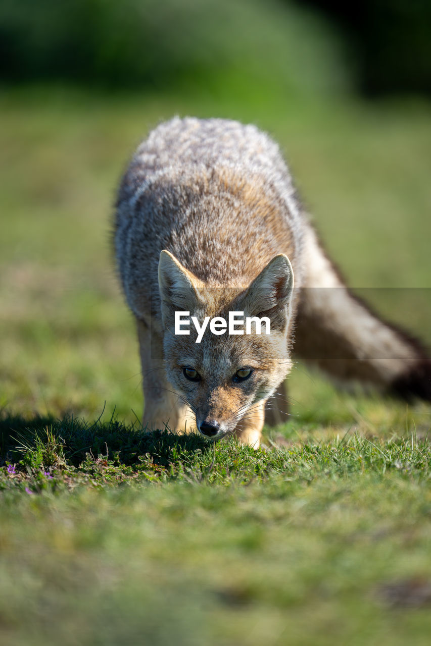 animal, animal themes, one animal, mammal, animal wildlife, wildlife, grass, nature, no people, selective focus, portrait, plant, outdoors, day, front view