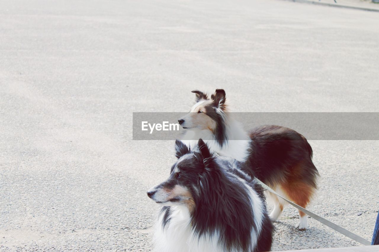 Shetland sheepdogs on street