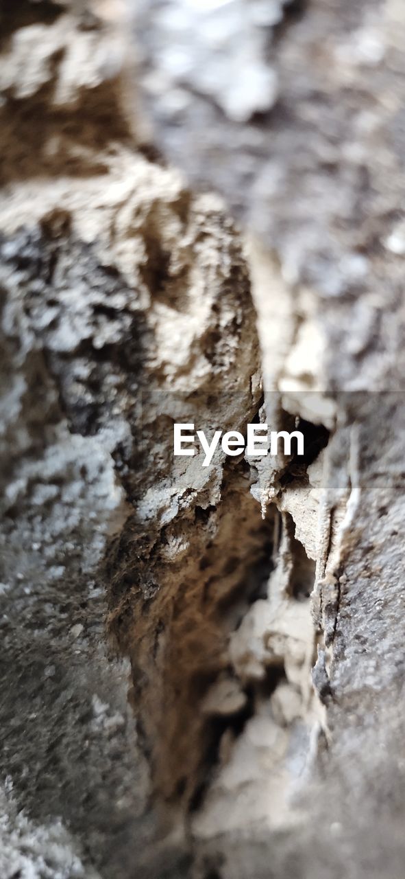 FULL FRAME SHOT OF TREE TRUNK ON ROCKS