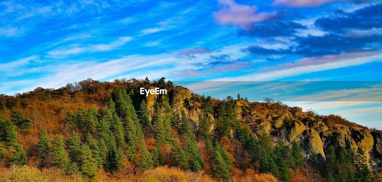 SCENIC VIEW OF FOREST AGAINST SKY