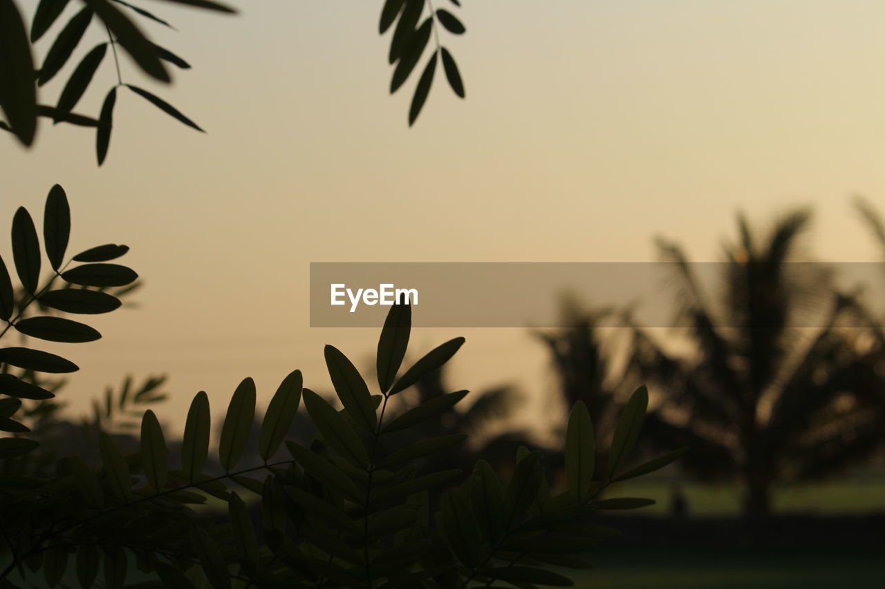 Close-up of silhouette leaves against sky during sunset