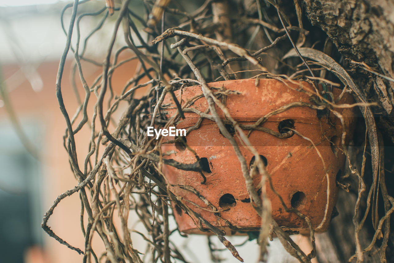 Close-up of roots on potted plant