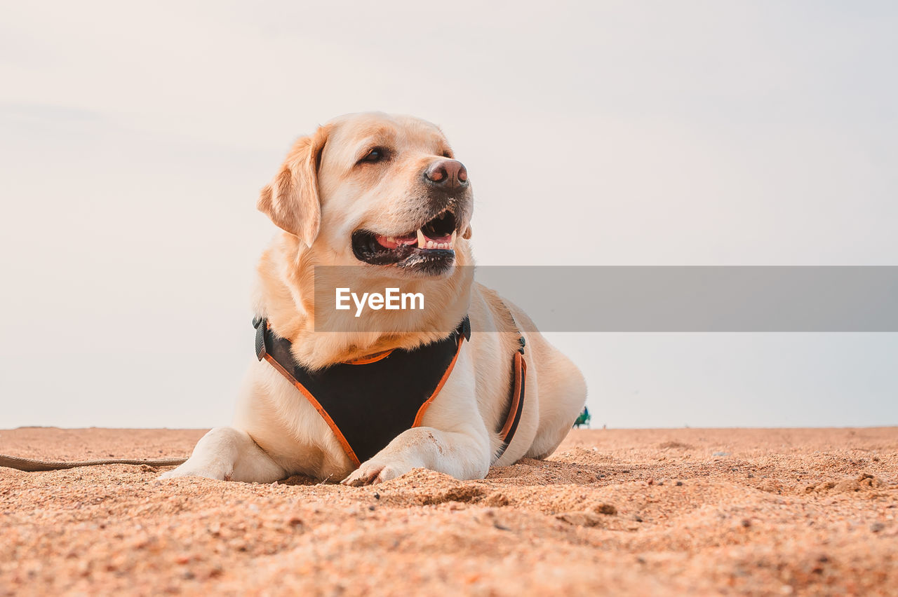 A happy labrador retriever is lying on the sand. rest of the dog on the sea