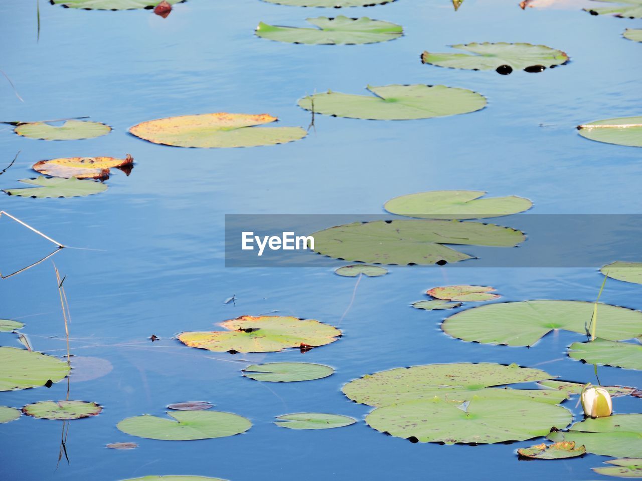 HIGH ANGLE VIEW OF WATER LILIES FLOATING ON LAKE