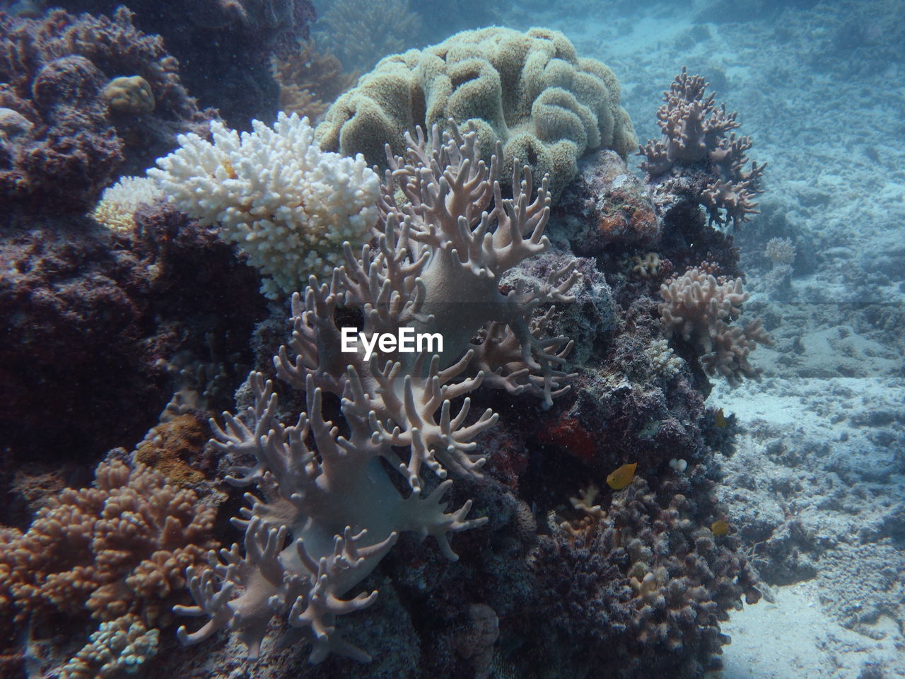 HIGH ANGLE VIEW OF CORAL IN SEA