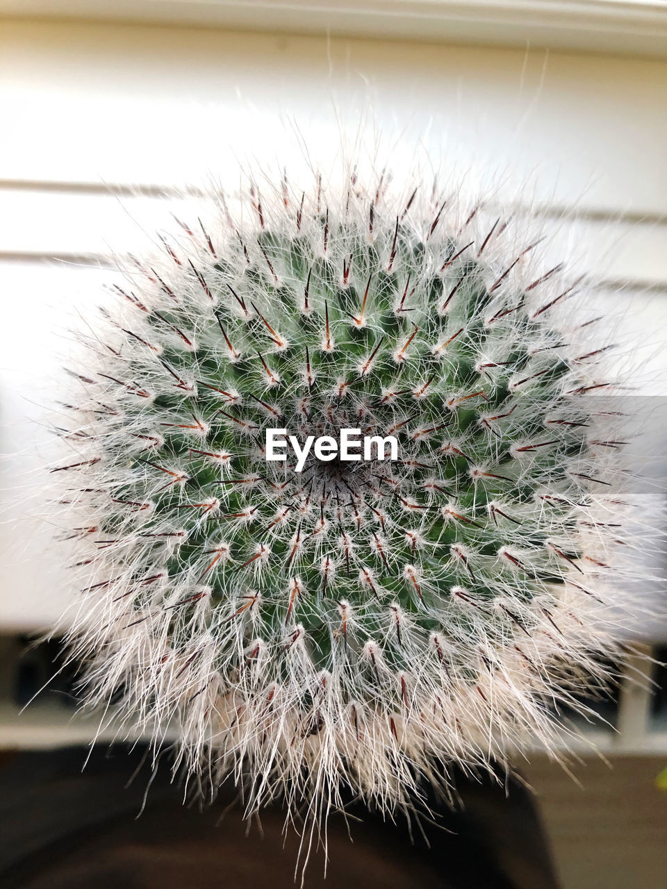 Close-up of cactus plant