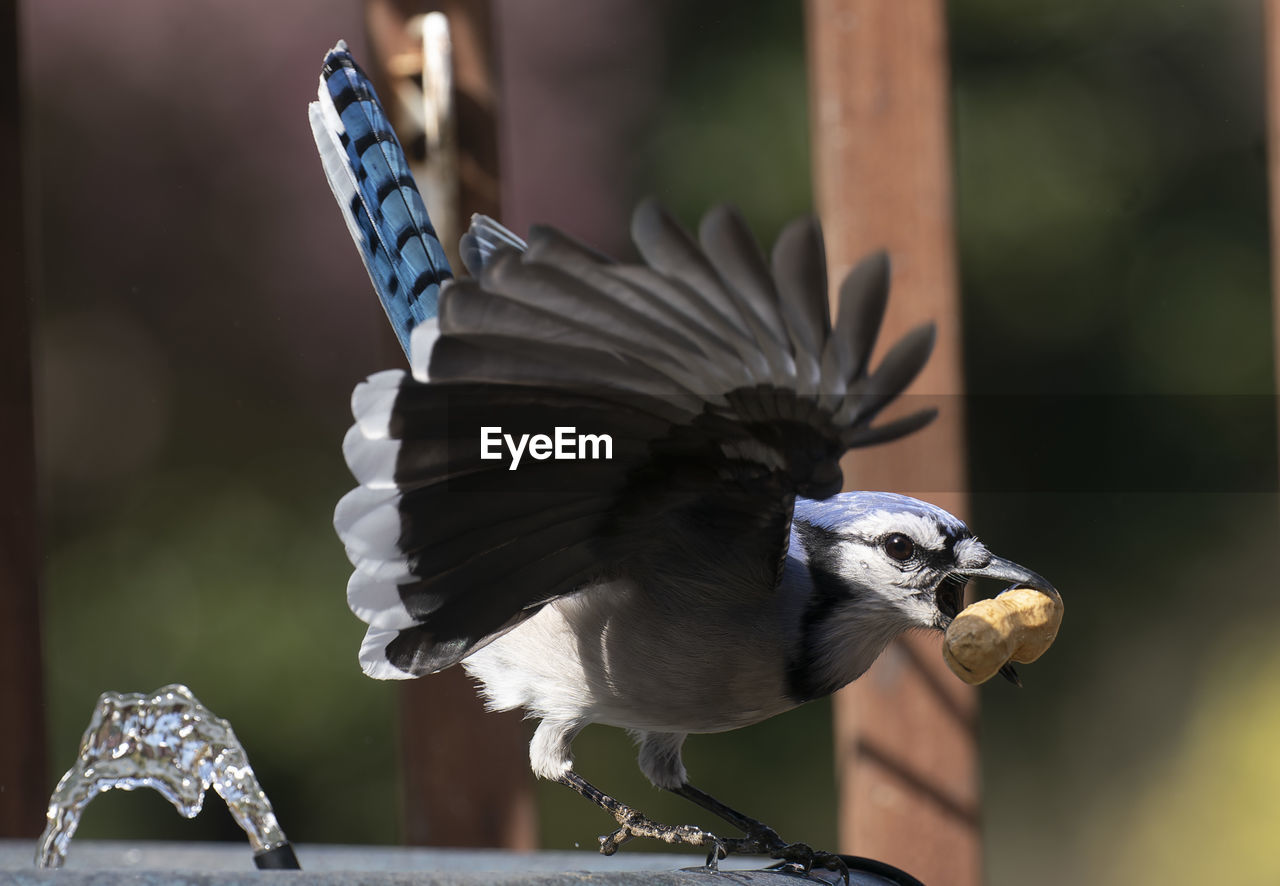 Bluejay on the rim of the bird bath