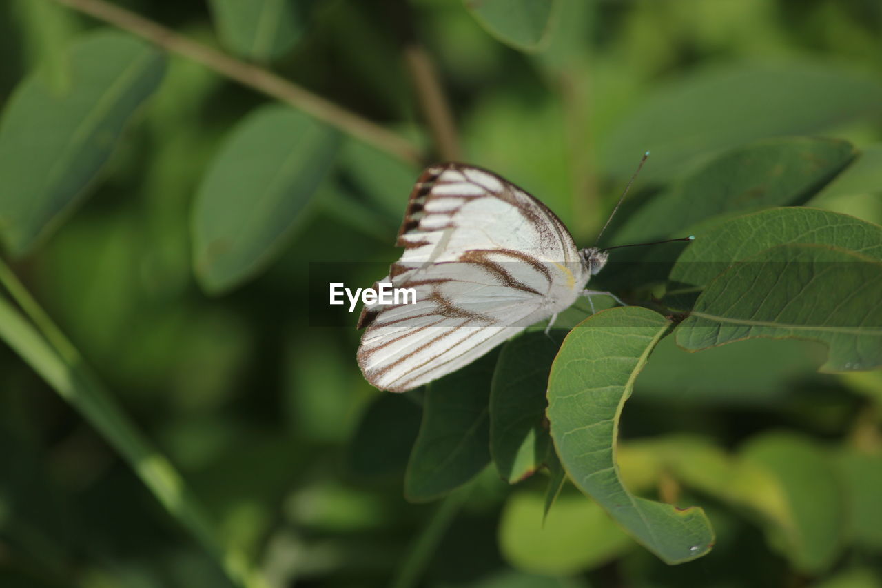 CLOSE-UP OF BUTTERFLY ON PLANT
