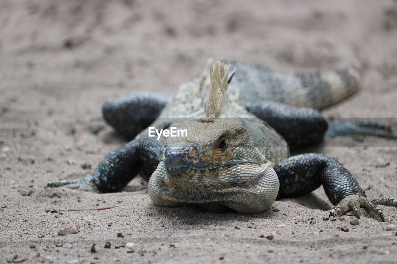 CLOSE-UP OF LIZARD ON BEACH