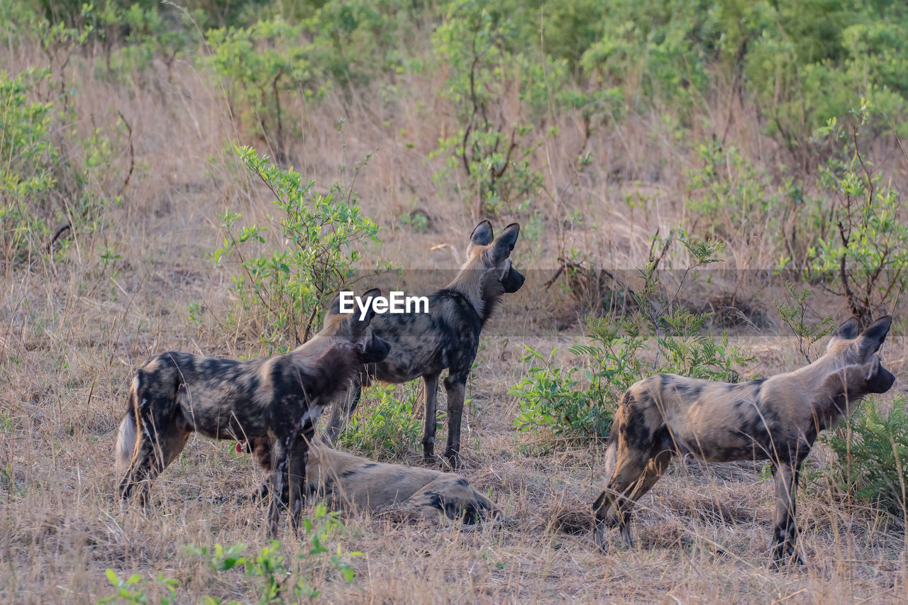 Hyena on field in forest