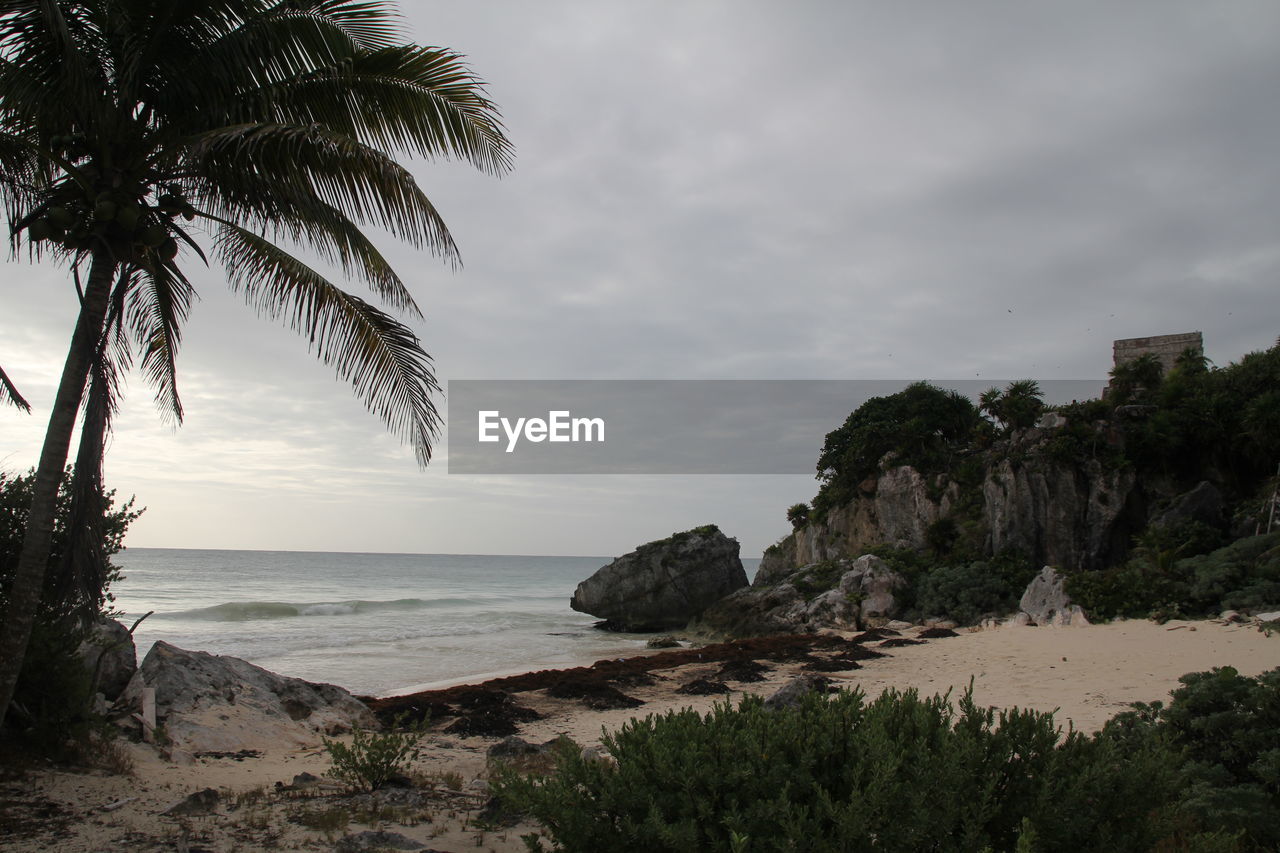 SCENIC VIEW OF PALM TREES ON BEACH