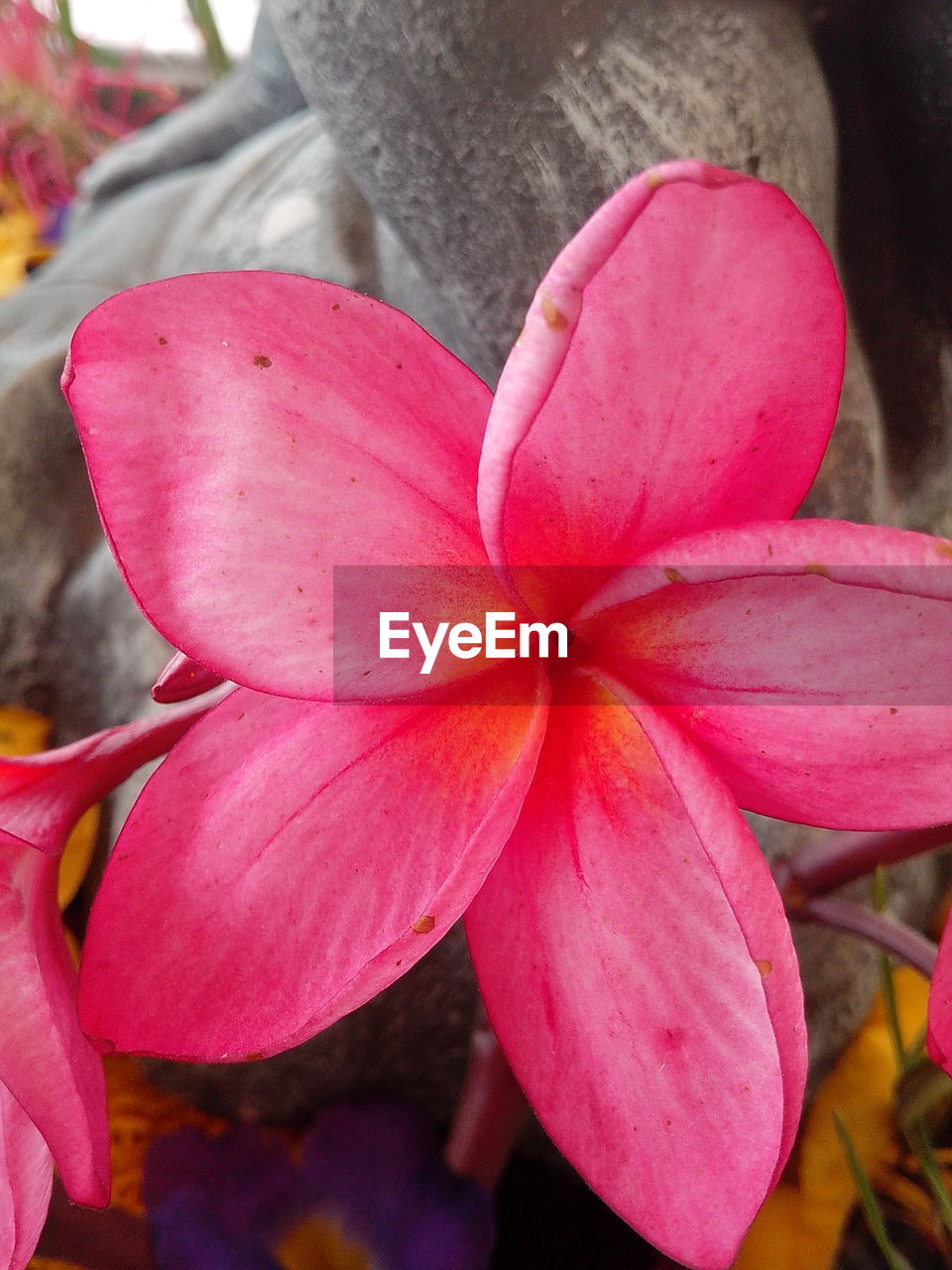 CLOSE-UP OF PINK FLOWERS