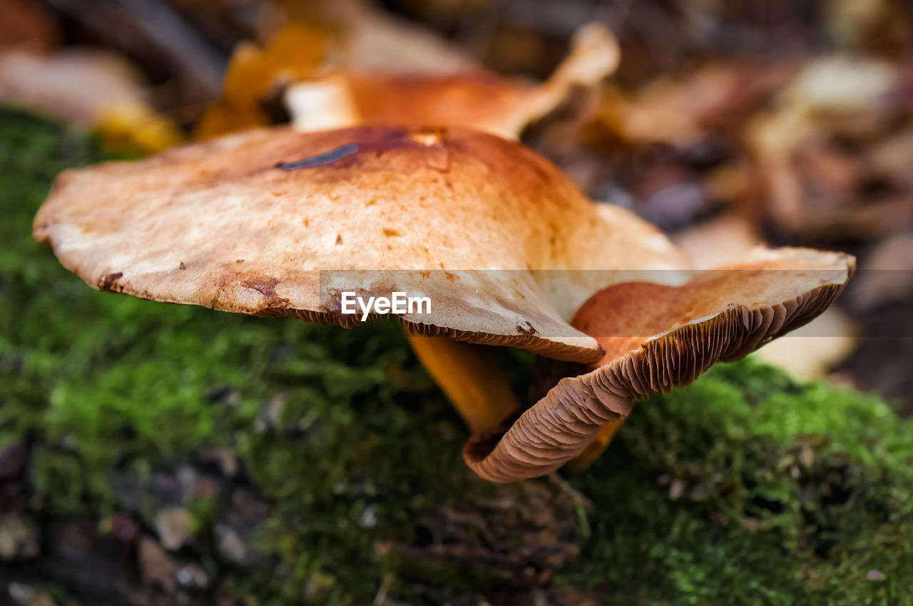 close-up of mushrooms growing on field