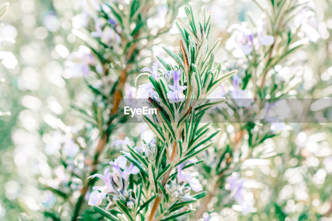 CLOSE-UP OF FLOWER TREE