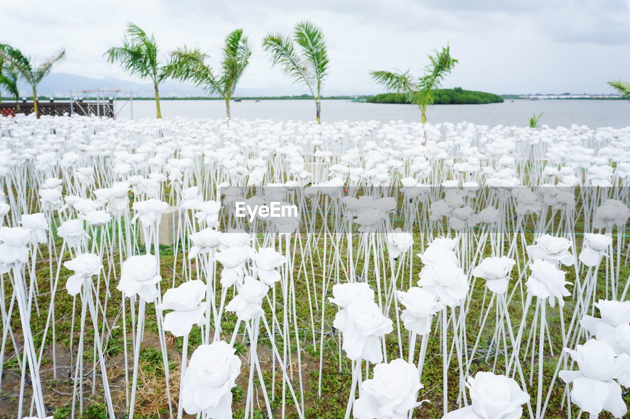 Close-up of white flowers blooming on field