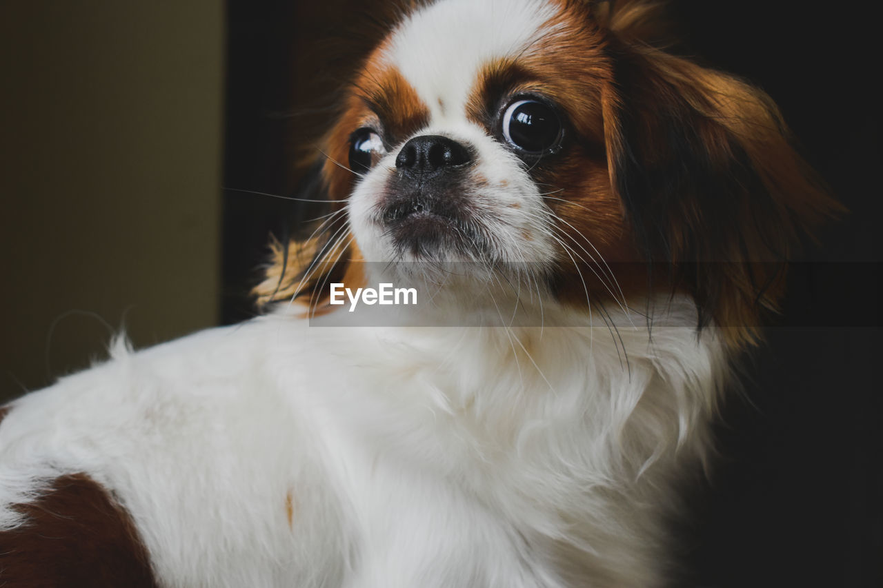 Close-up of shit zu dog 