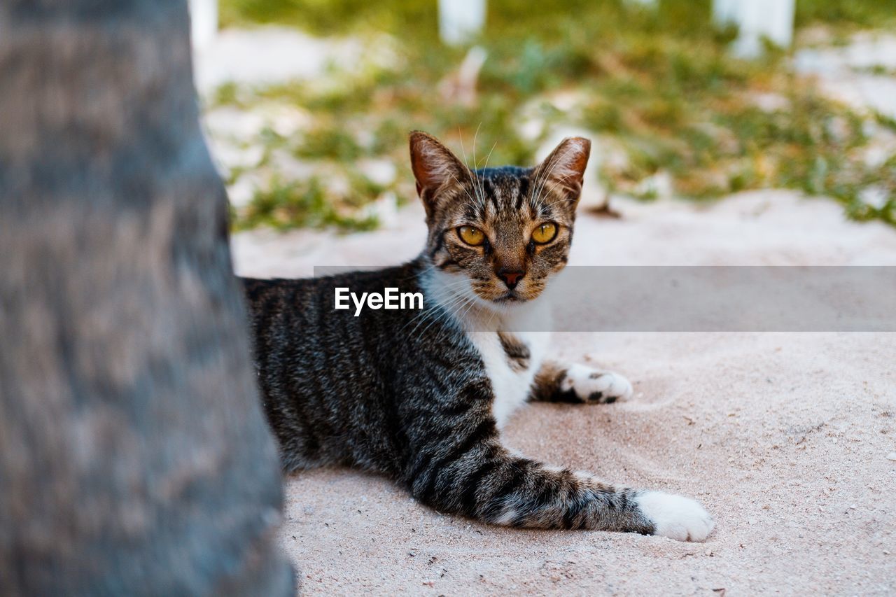 Close-up portrait of cat sitting outdoors