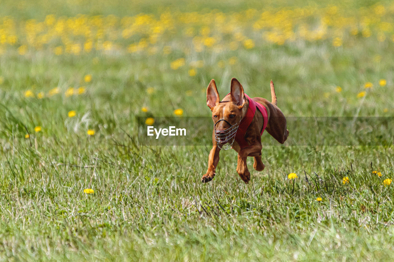 Pharaoh hound dog in red shirt running and chasing lure in the field on coursing competition