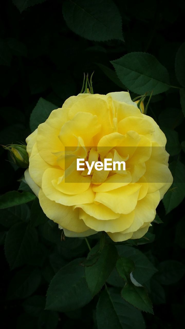 CLOSE-UP OF YELLOW ROSE BLOOMING OUTDOORS