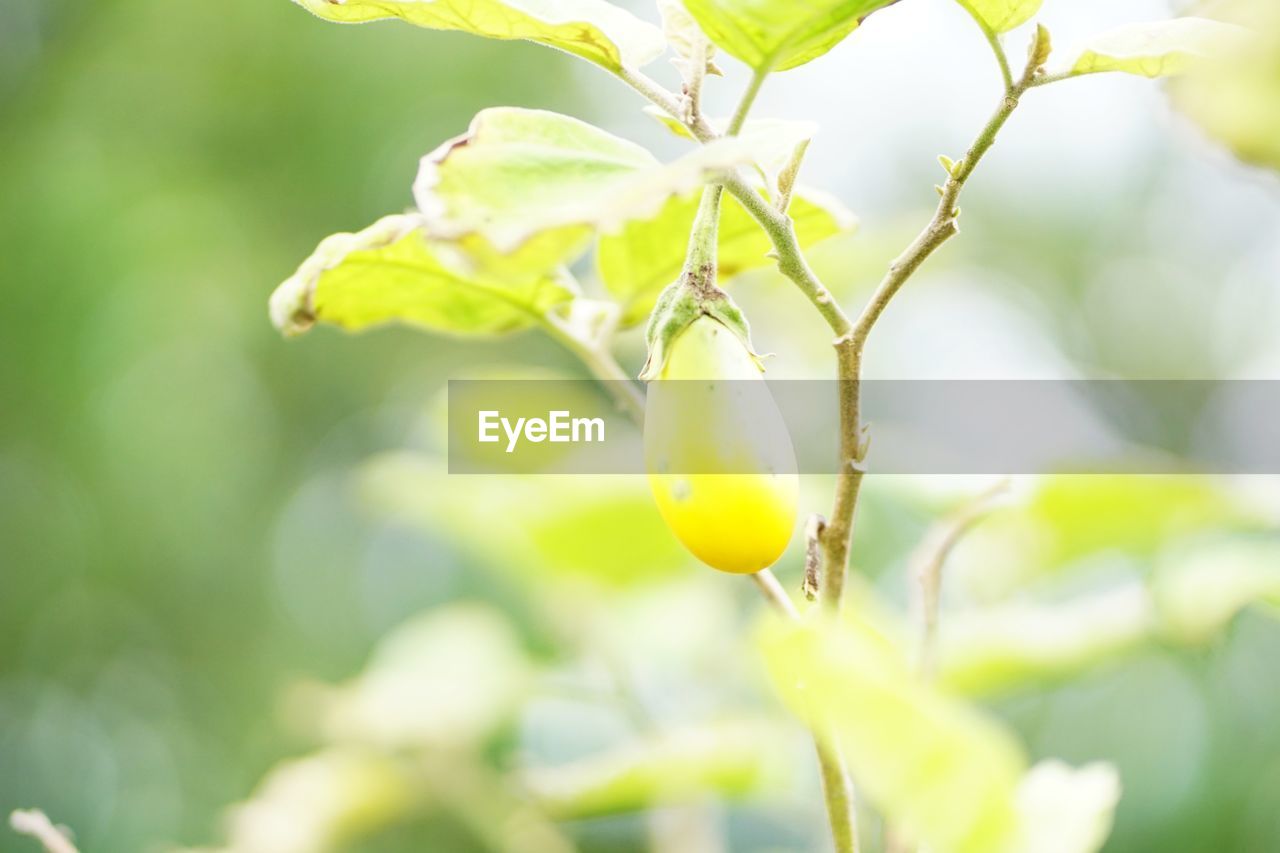 CLOSE-UP OF FRUIT GROWING ON TREE